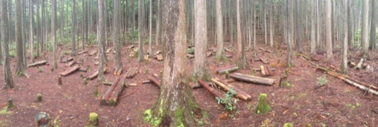 These log beds are meant to lay down on and look up through the trees